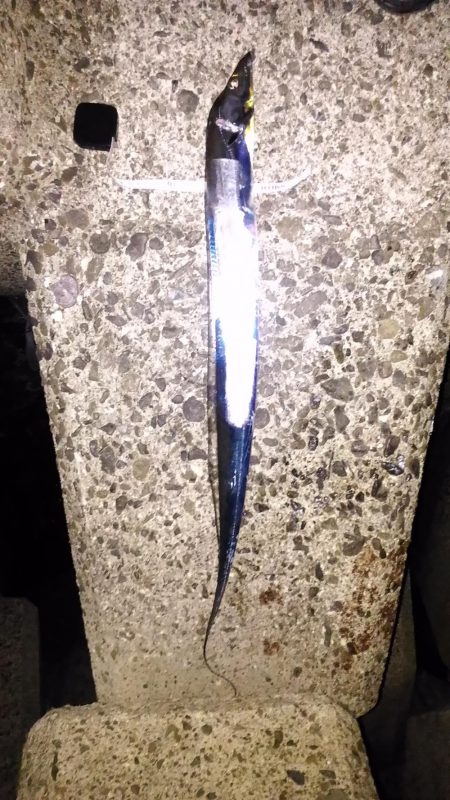 ワインドでタチウオ