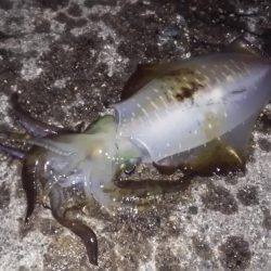 ヤエンと浮き釣り