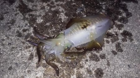 ヤエンと浮き釣り