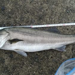 のませ釣りでスズキ