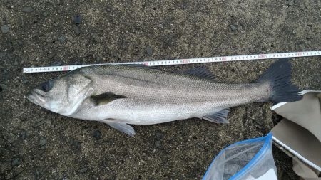 のませ釣りでスズキ