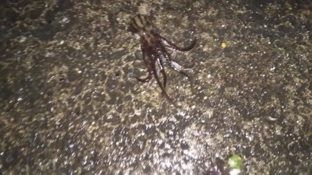 タコがきた