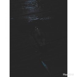 イカ今季終了？