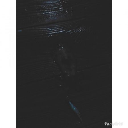 イカ今季終了？