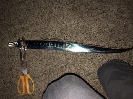 太刀魚激シブ　アオリは小さい