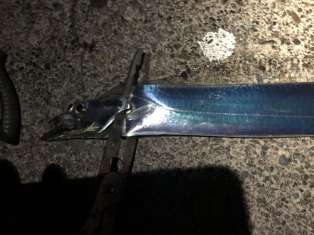 どんどんシブくなる太刀魚