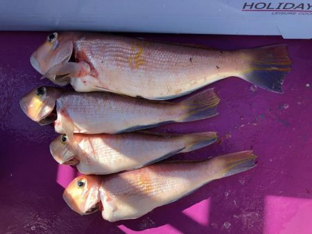 焼津沖　アマダイ釣行