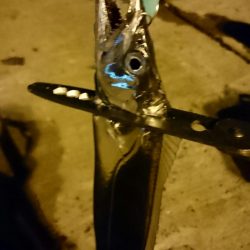 南港タチウオ いつ回復するの！？