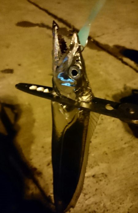 南港タチウオ いつ回復するの！？