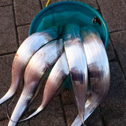 南港エリア タチウオ回復か！？