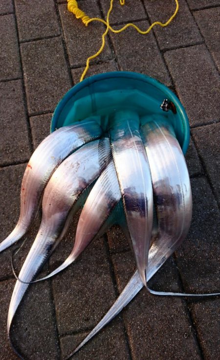 南港エリア タチウオ回復か！？