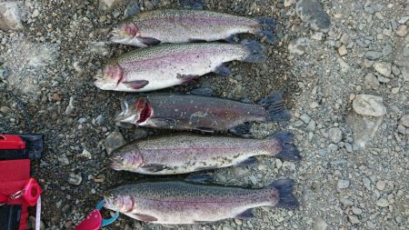 大阪芥川40アップレインボーキャッチ成功♪…