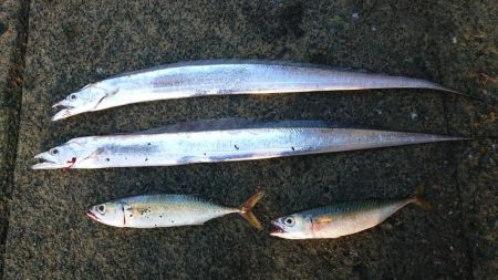 朝練 シーバス&タチウオ&…