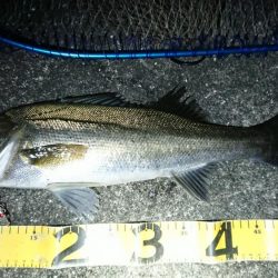 神戸港大潮タチウオからのシーバス♪