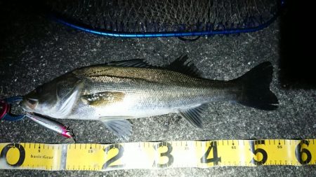 神戸港大潮タチウオからのシーバス♪