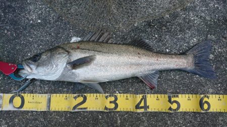 朝練はシーバスハンティングonly