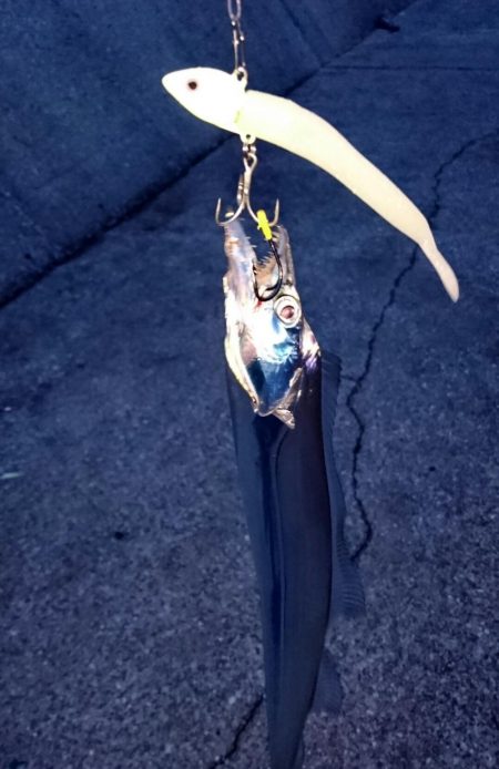 貝塚人工島タチウオ&青物遠征