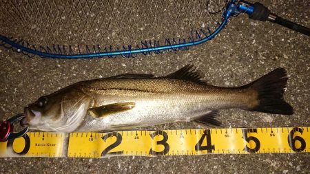 夕練、してやったりのシーバスキャッチでした…