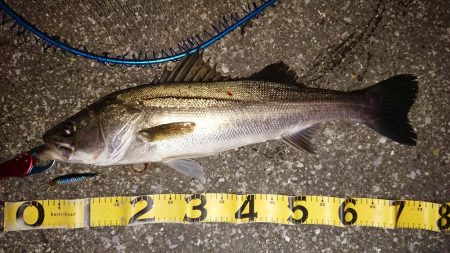 朝練ナナマルシーバス捕獲♪