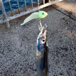 泉大津エリア タチウオ釣果