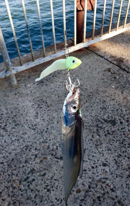 泉大津エリア タチウオ釣果