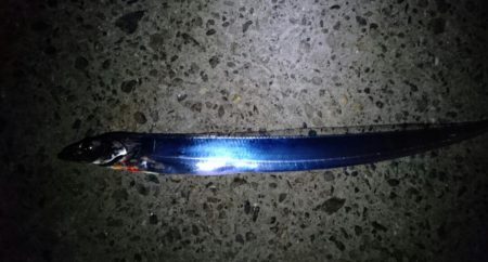 南港タチウオ釣行