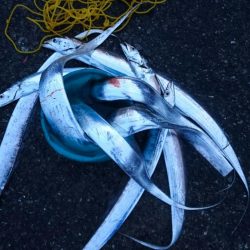 泉大津エリア タチウオ遠征