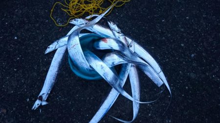 泉大津エリア タチウオ遠征