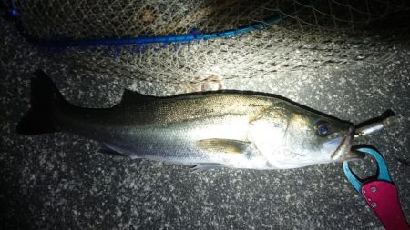 日没早い短時間夕練