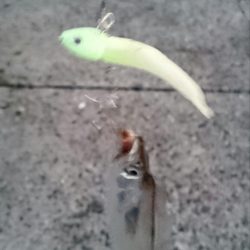 出勤前にタチウオ釣行