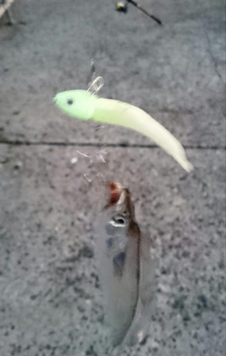 出勤前にタチウオ釣行