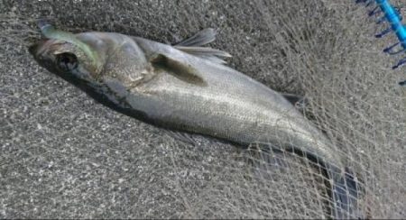 夕練明るいうちシーバス調査