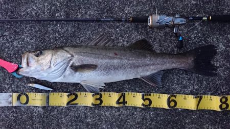 朝練、シーバス無念のラインブレイク…