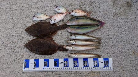 カレイ釣り、落ちギス釣り