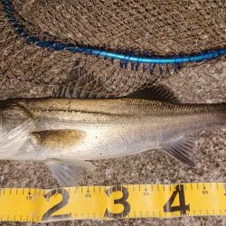 朝練はシーバスナナマル、夕練はロクマルでした♪