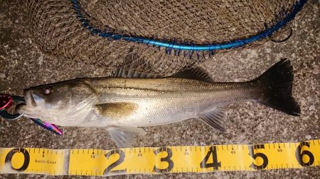 朝練はシーバスナナマル、夕練はロクマルでした♪