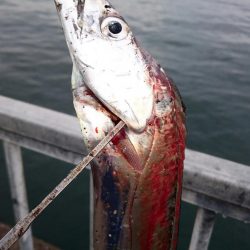 大阪湾タチウオ終了なん!?