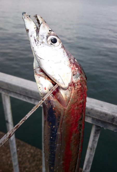 大阪湾タチウオ終了なん！？