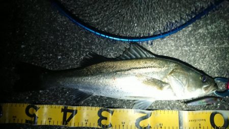 夕練、いつもの明暗シーバス調査