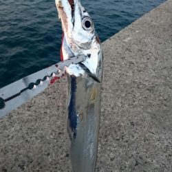 南港にタチウオ釣行