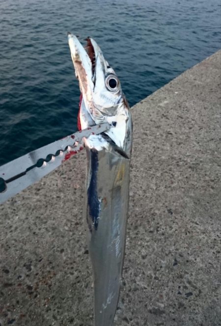 南港にタチウオ釣行