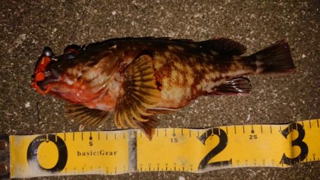 夕練、デカガッシー捕獲成功！