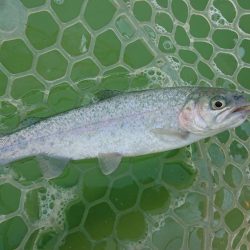 新管釣り場エリアトラウト短時間出撃！