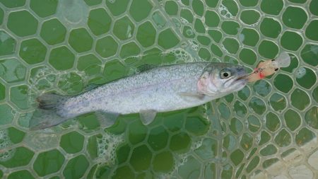 新管釣り場エリアトラウト短時間出撃！