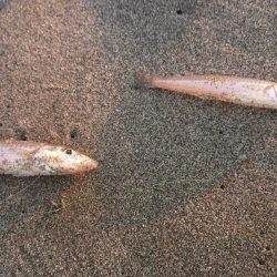 味を占めて連日釣行