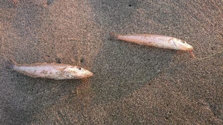 味を占めて連日釣行