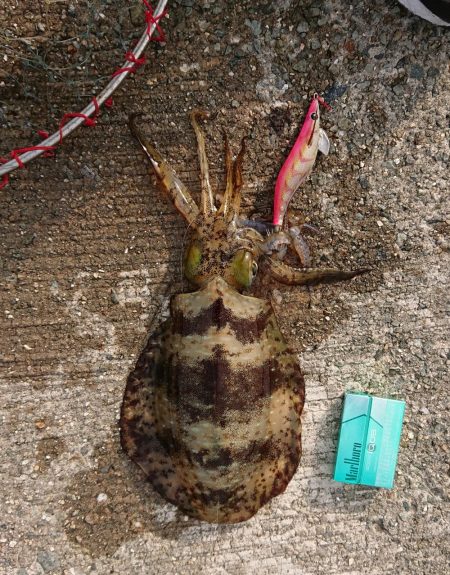 久しぶりのエギングで!!( ; ﾛ)ﾟ ﾟ…