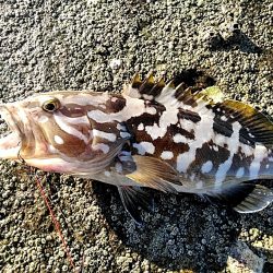 凄い!!ハタまで釣れました!!