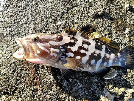 凄い!!ハタまで釣れました!!