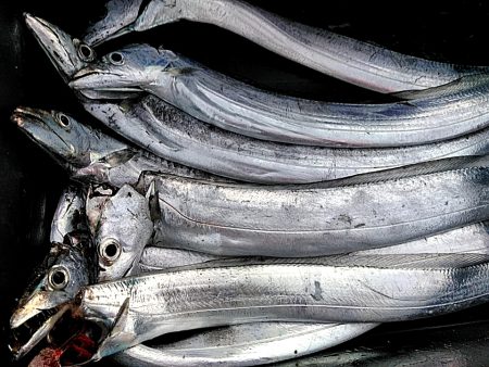 太刀魚大漁でした!!